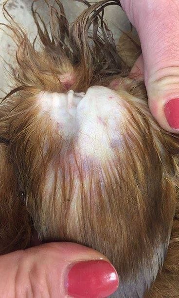 myrkytysoireet koiralla 2