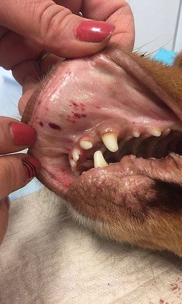 myrkytysoireet koiralla 3