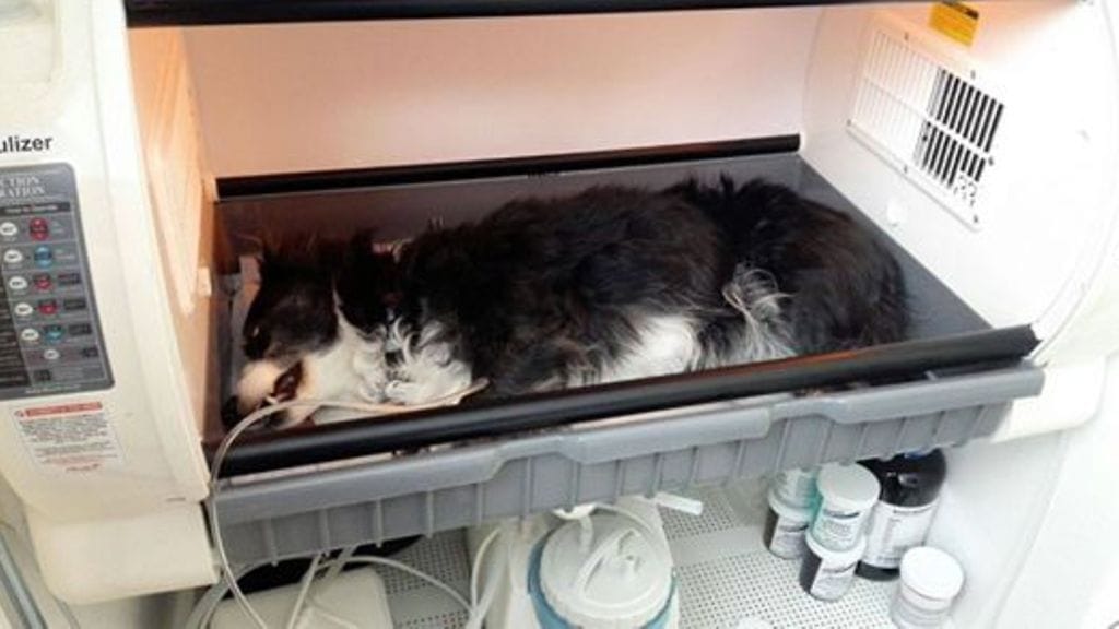 Pieneläinklinikka Itavet julkaisi Facebookissa kuvia kahdesta myrkytetyksi epäillystä koirasta.