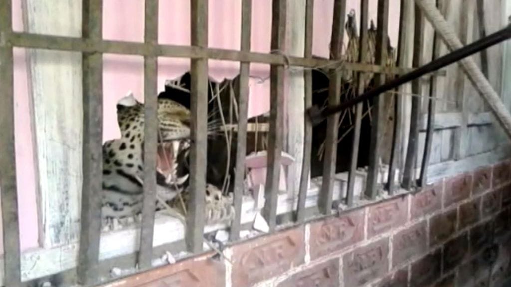 Taloon tunkeutunut leopardi luovutti vasta, kun siihen ammuttiin nukutusnuoli.