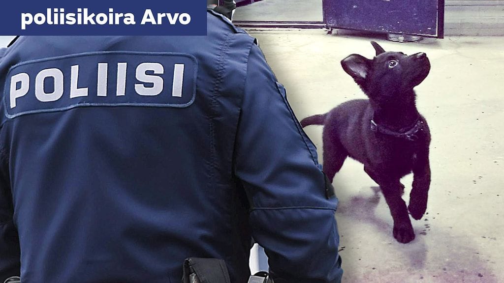 Musta saksanpaimenkoirauros Arvo aloitti tänään työt Itä-Uudenmaan poliisissa Vantaalla. Kuva: Itä-Uudenmaan poliisilaitos.