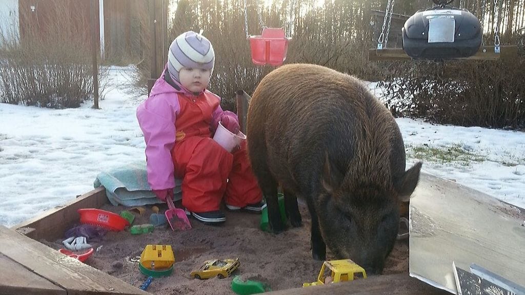 Nasu ja Neve tykkäävät leikkiä hiekkalaatikolla. Nasu rakastaa myös lumessa peuhaamista.