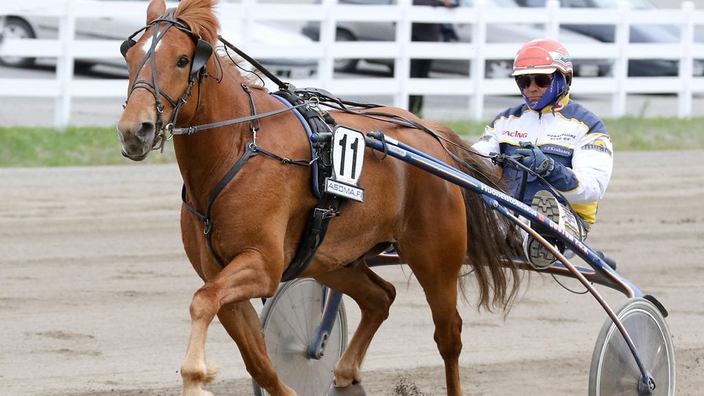 Koskelan Akselin aloitus hyväntekeväisyyshevosena on ollut täydellinen: 2 starttia, 2 voittoa.