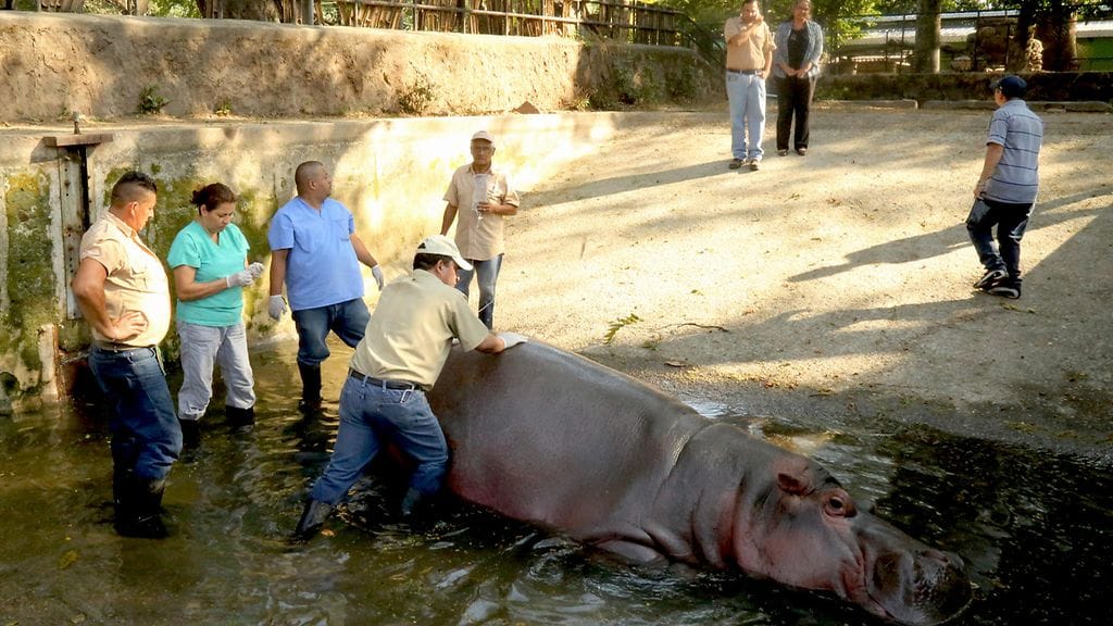 15-vuotiaan Gustavito-virtahevon kuolema on järkyttänyt elsalvadorilaisia.