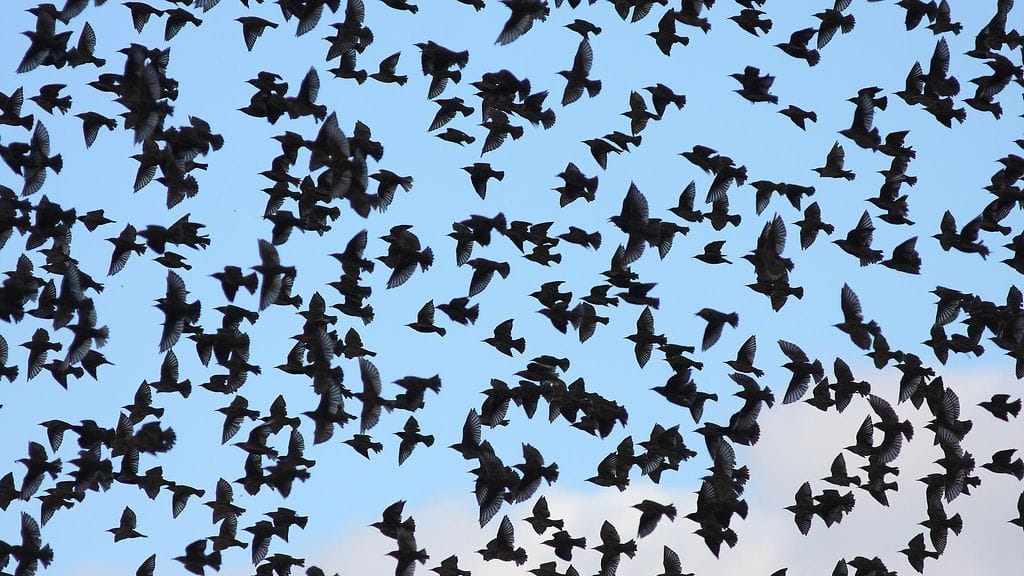 Lintujen suojelujärjestön Birdlifen mukaan kevään viileä sää on myöhästyttänyt lintujen muuttoa, mutta viime aikojen lämpimämmän jakson ansiosta muutto etenee taas normaalissa aikataulussa. Kuvassa parvi muuttavia kottaraisia.