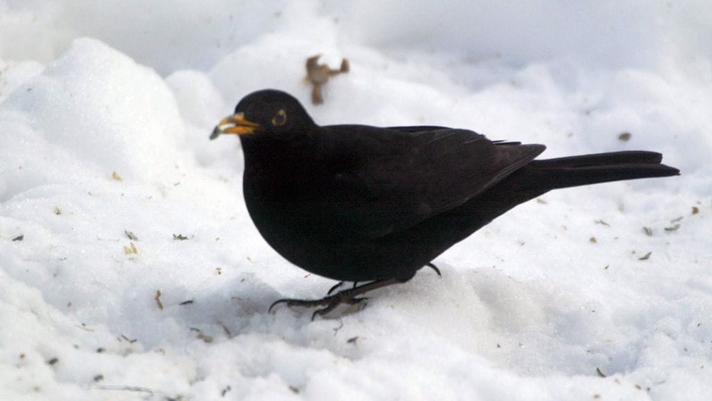 Linnut, muuttolinnut, mustarastas