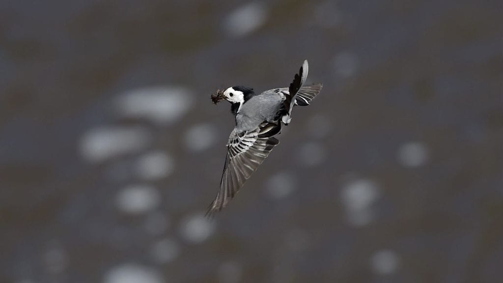 Kuvassa västäräkki.