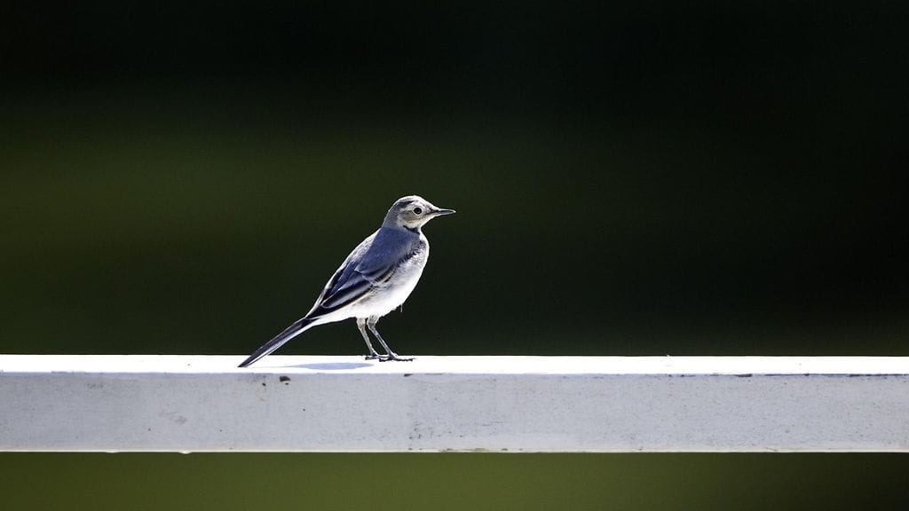 linnut, lintu, muuttolinnut, västäräkki