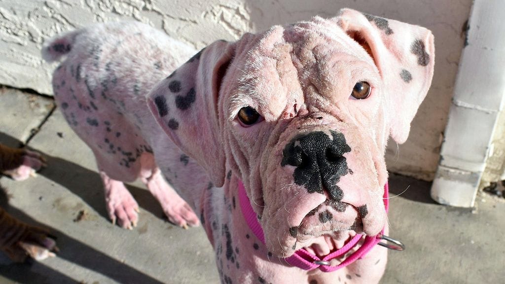 Asia-koira on kokenut lyhyen elämänsä aikana paljon.