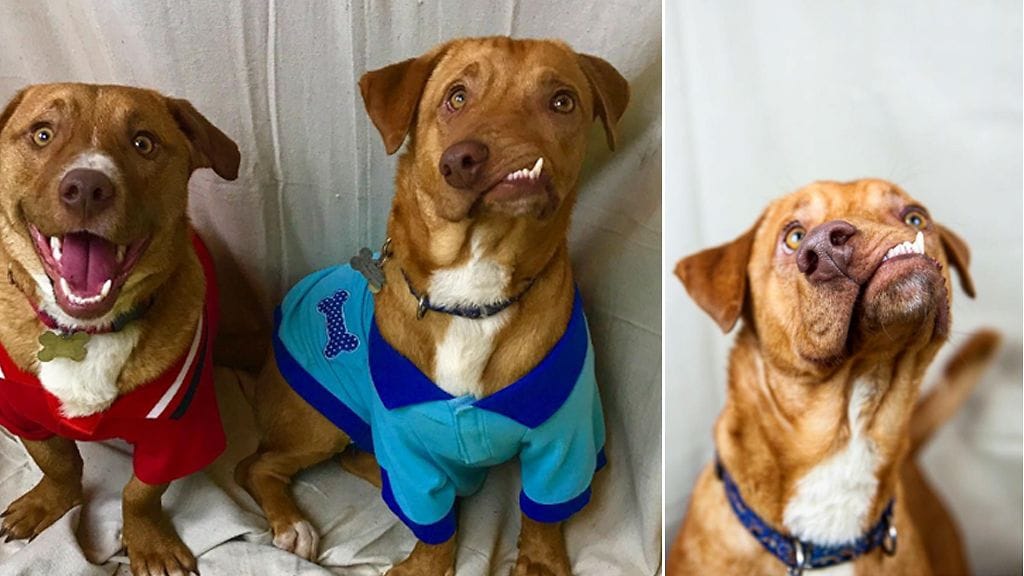 Vänkyräturpainen Picasso -koira veljensä Pablon kanssa. Kuva Instagram #luvabledogrescue.