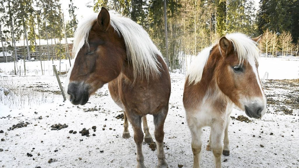 suomenhevonen 2