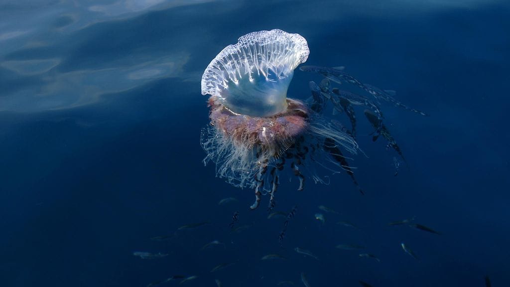 Portugalinsotalaivan veden pinnalle ulottuva ilmakupla toimii purjeena ja auttaa sitä liikkumaan. Ravinnokseen polttiaiseläin käyttää pikkukaloja, jotka se tainnuttaa lonkeroillaan.