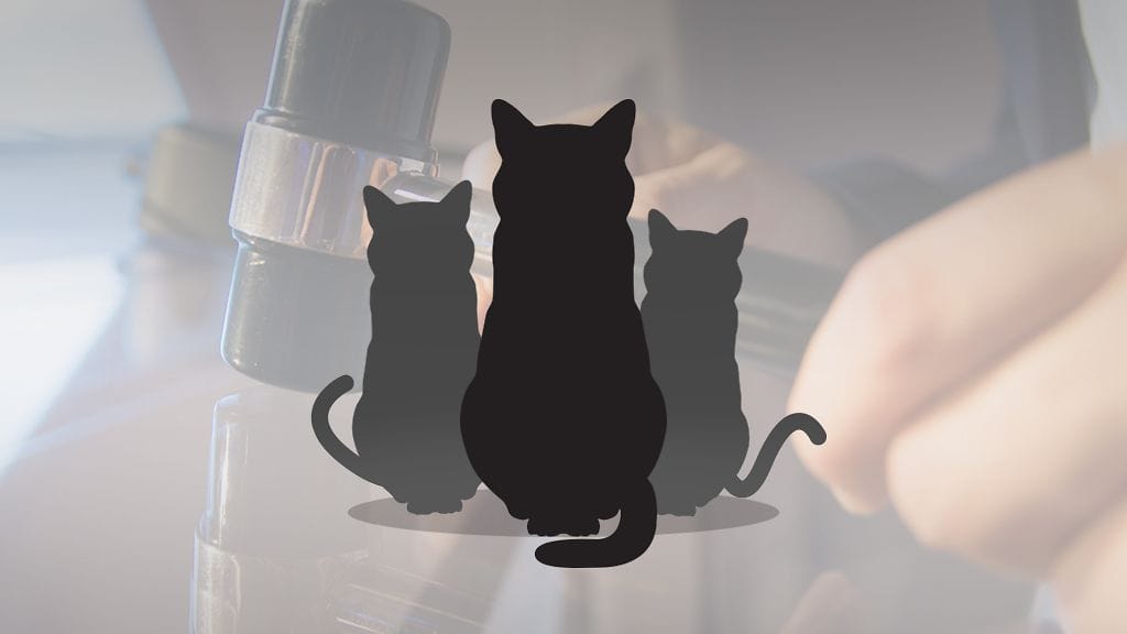 Syyttäjä vaatii naista tuomittavaksi päivien mittaiseen ehdolliseen vankeusrangaistukseen.