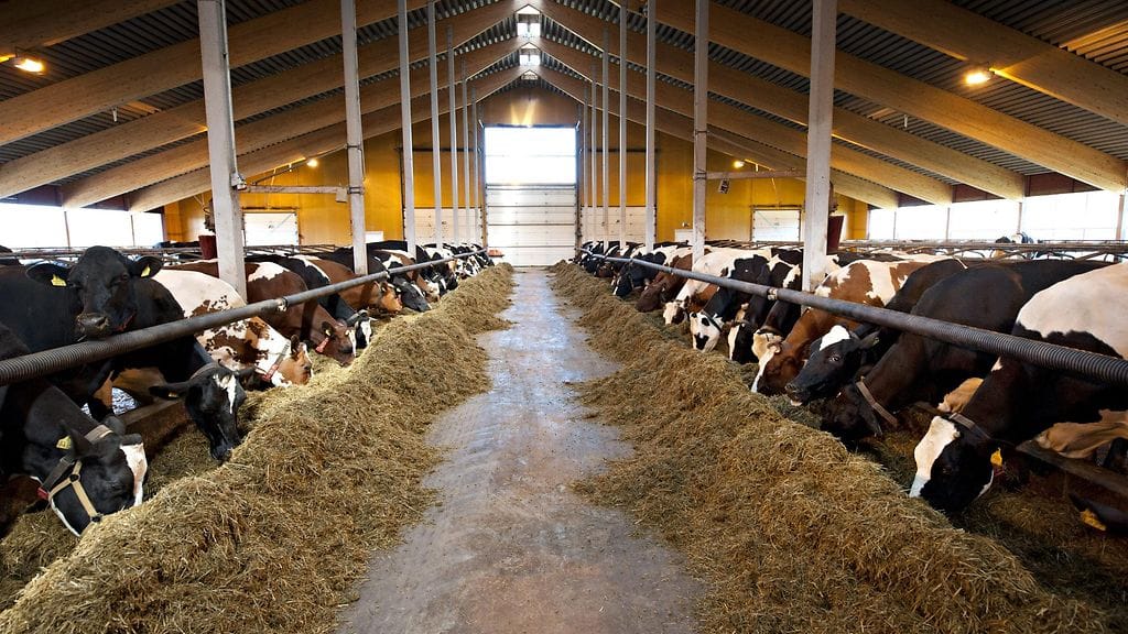 Lehmiä parsinavetassa.