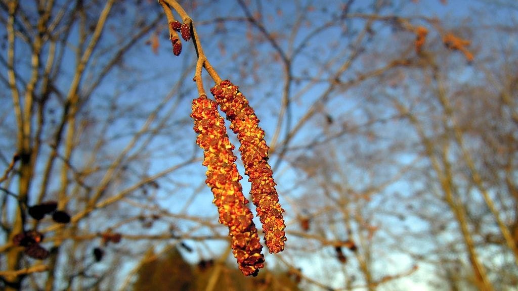 Lepän norkkoja Helsingissä 9. maaliskuuta 2015.