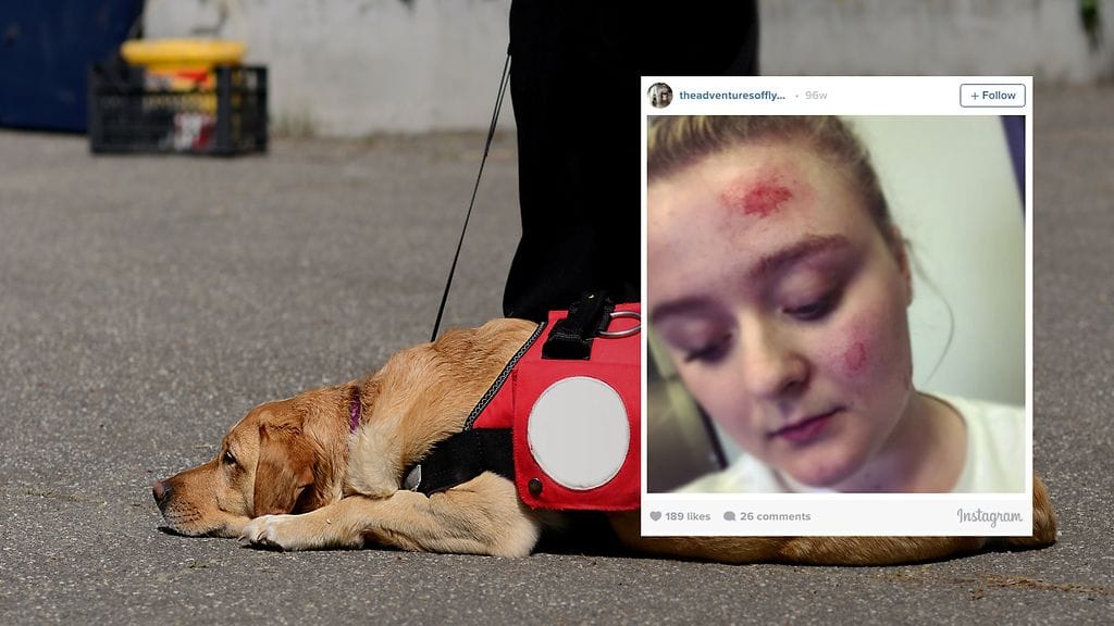 Avustajakoira ei ole lemmikki, se pelastaa työkseen henkiä.