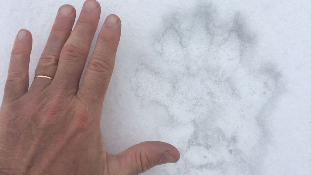 Ahman tassun jälki löytyi lumihangesta.