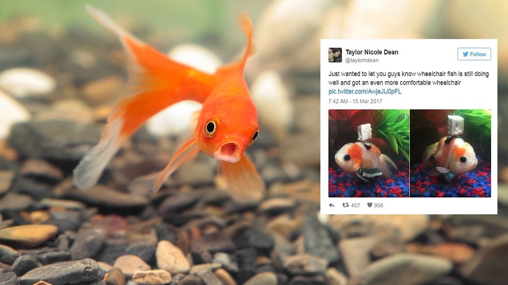 Miehen innovaatio auttaa kultakalaa elämään täyttä akvaariokalan elämää.