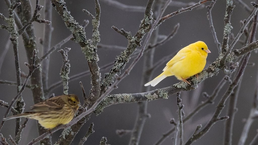 Neonkeltainen "kummajainen" viihtyy keltasirkkujen parissa. Kuva Jussi Murtosaari.