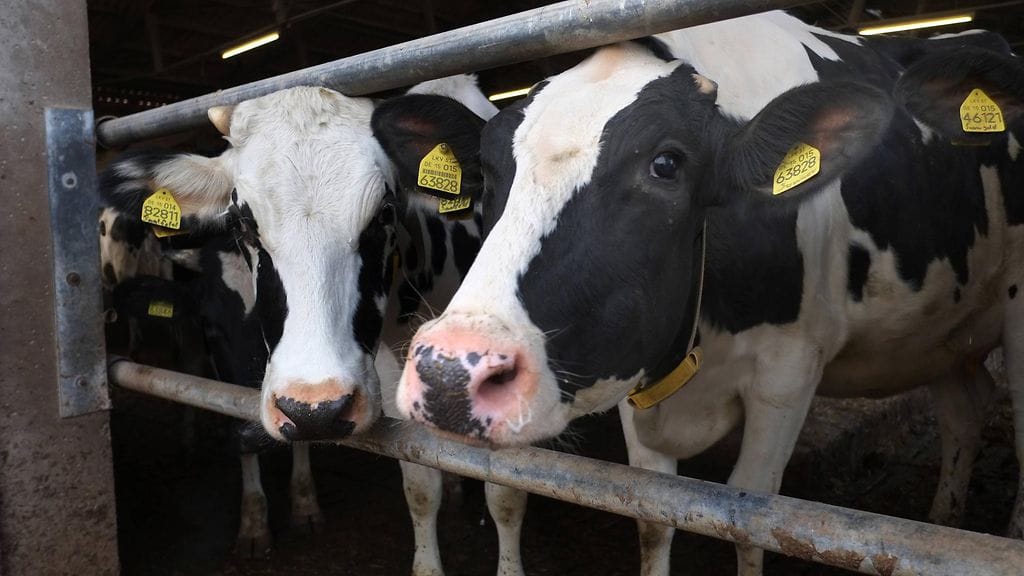 Holstein-karja on hyvin yleinen lypsykarjarotu maailmalla, myös Turkissa.