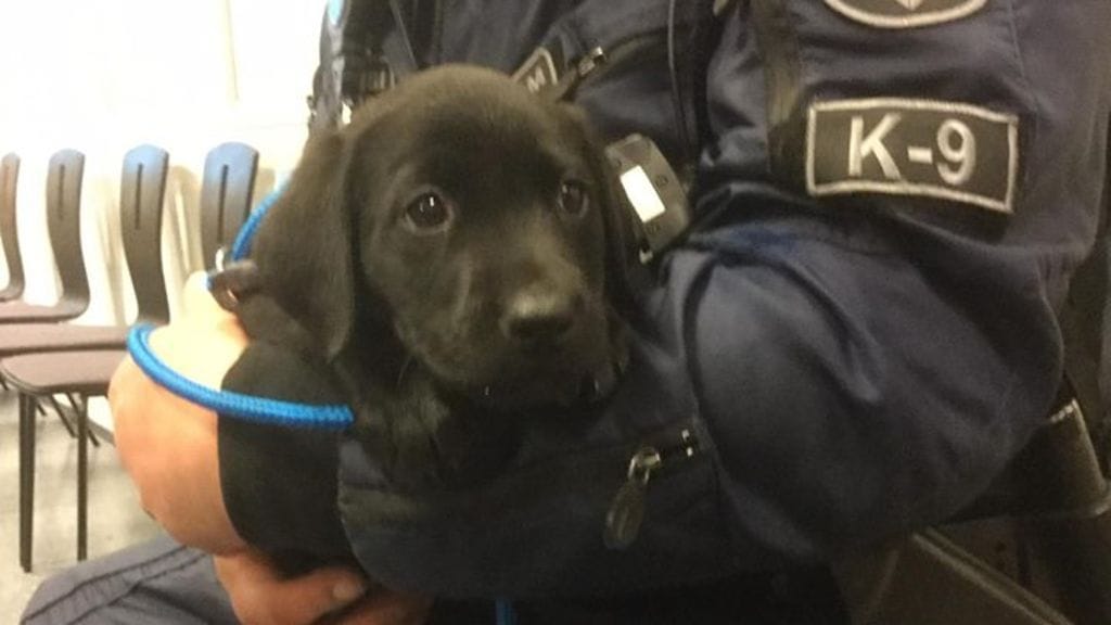 Sisu-koira harjoittelee poliisinhommia. Kuva: Itä-Uudenmaan poliisilaitoksen Facebook-sivut.