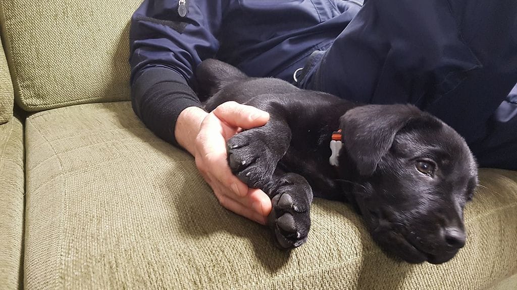 Poliisikoiranpentu Oskari on väsynyt ihka ensimmäisen yövuoronsa jälkeen. Kuva: Poliisikoirayhdistyksen Facebook-sivut.