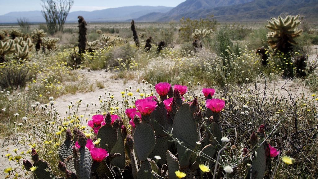 Autiomaa, kevät, kukat, Kalifornia, kaktus