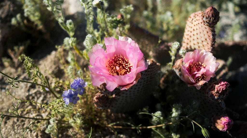 Autiomaa, kevät, kukat, Kalifornia, kukinta, kaktus