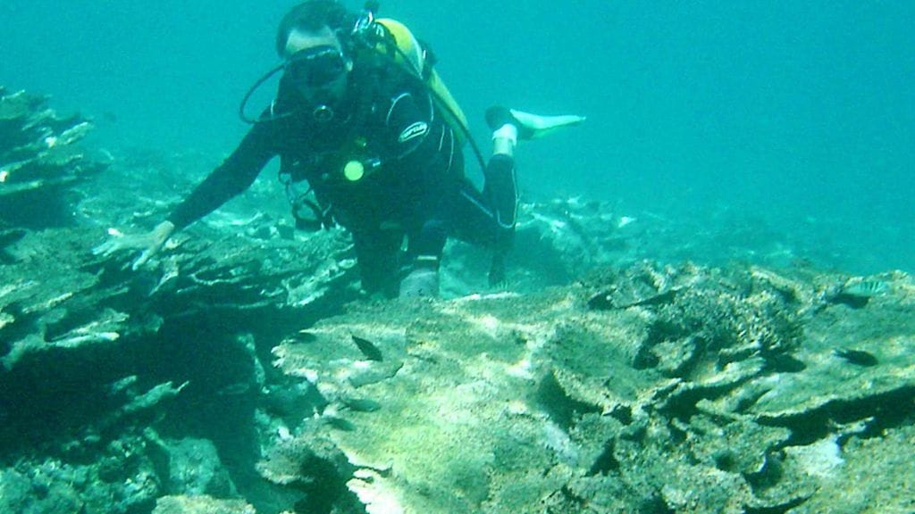 Sukeltaja tutkii koralleja Isolla valliriutalla.