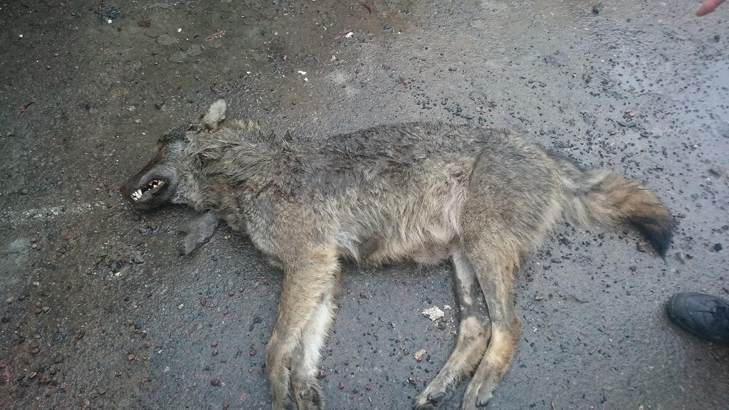 Oletettu susi löytyi Nurmijärveltä lauantaiaamuna. Kuva Tommi Nylund.