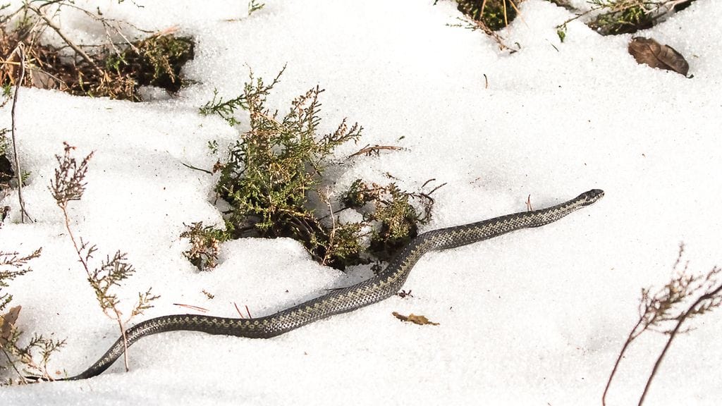 Kyy maaliskuisella keväthangella.
