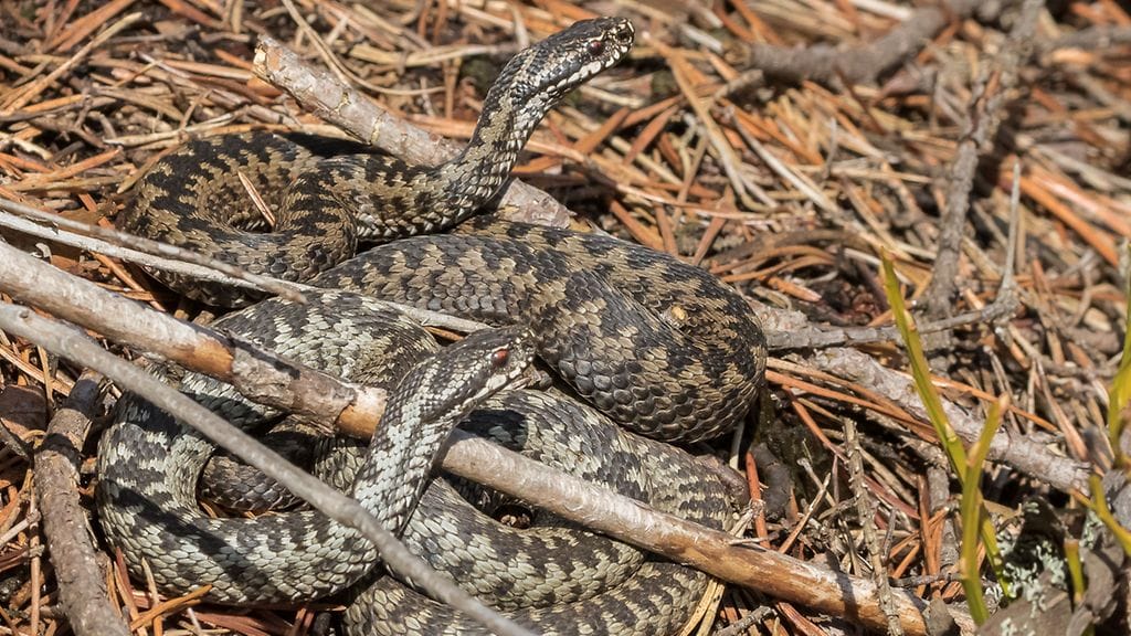 Lta kaksi kyytä valppaana-8882