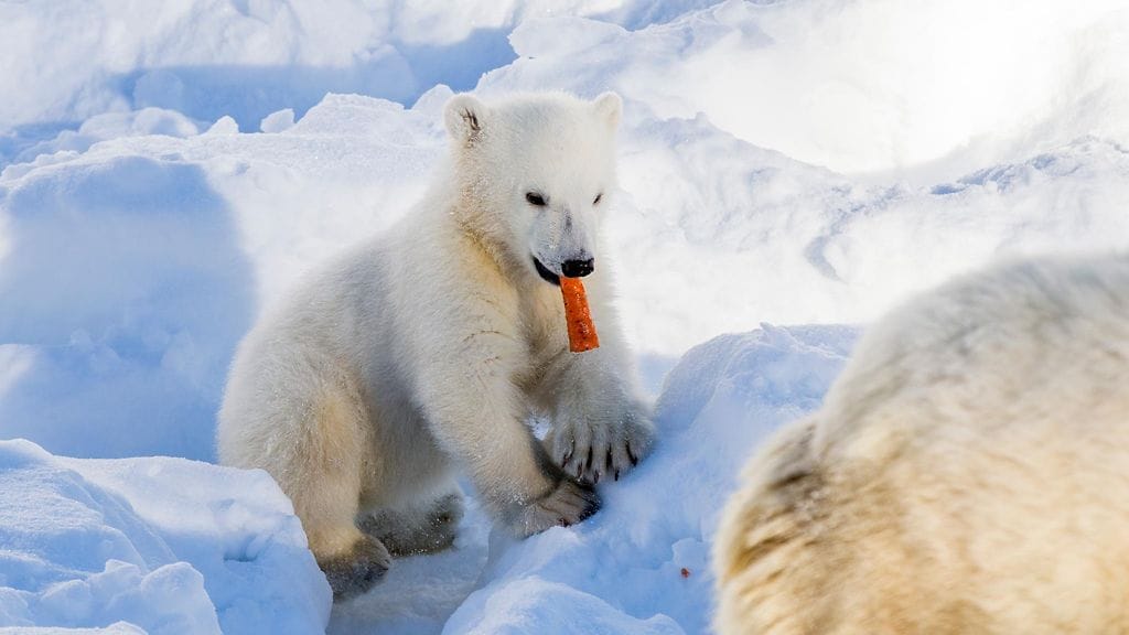Ranuan vetonaula täyttää tällä viikolla neljä kuukautta.
