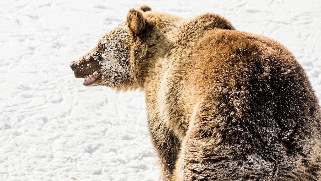Kuvan karhu ei liity tapaukseen.