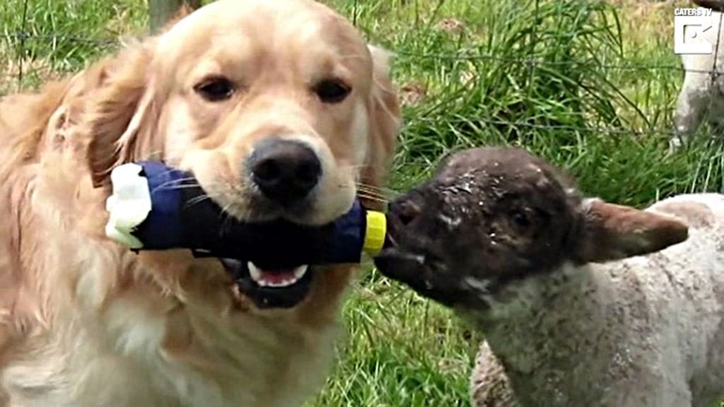 Kath Outersonilla on kuusi kultaista noutajaa