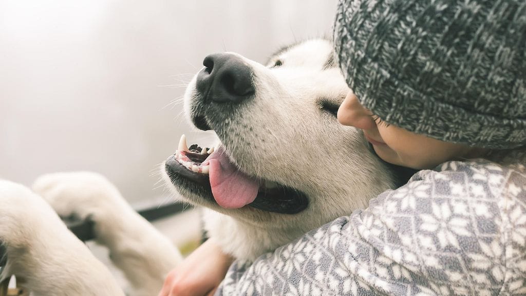 Koira ei osaa kertoa tunteistaan, mutta se osoittaa ne muilla keinoin.