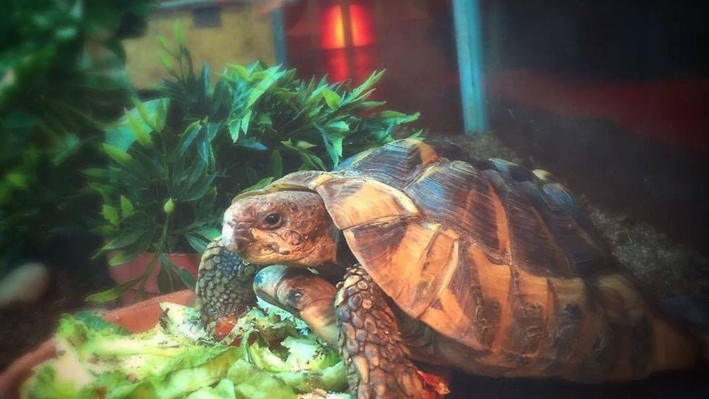 kilpikonna ja salaatti