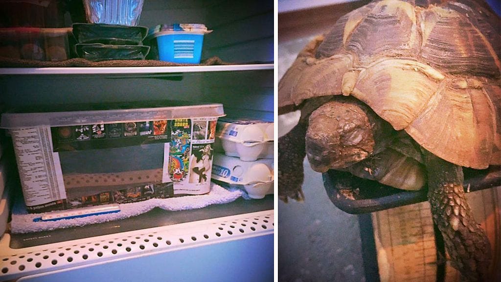 Rambo-kilpikonnan on horroksessa tammikuusta toukokuulle. Herättely tapahtuu hitaasti kylpyhuoneen lämmössä.