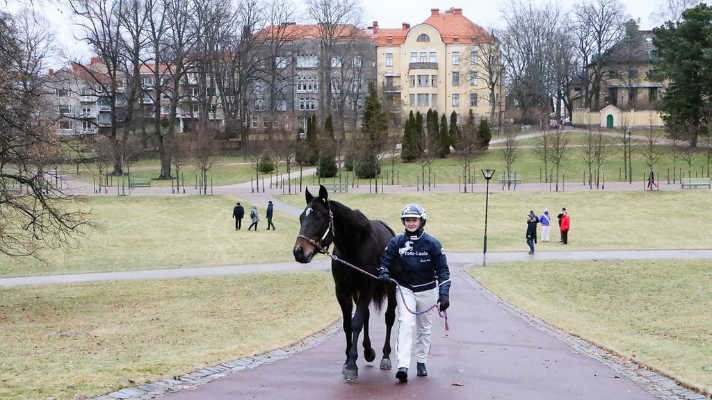 Hevoset kilpailevat Helsingin historian ensimmäisissä Cityraveissa Kaivarissa 20.-21. toukokuuta. Kuvassa lämminveriruuna Wallander ja Emma Väre.