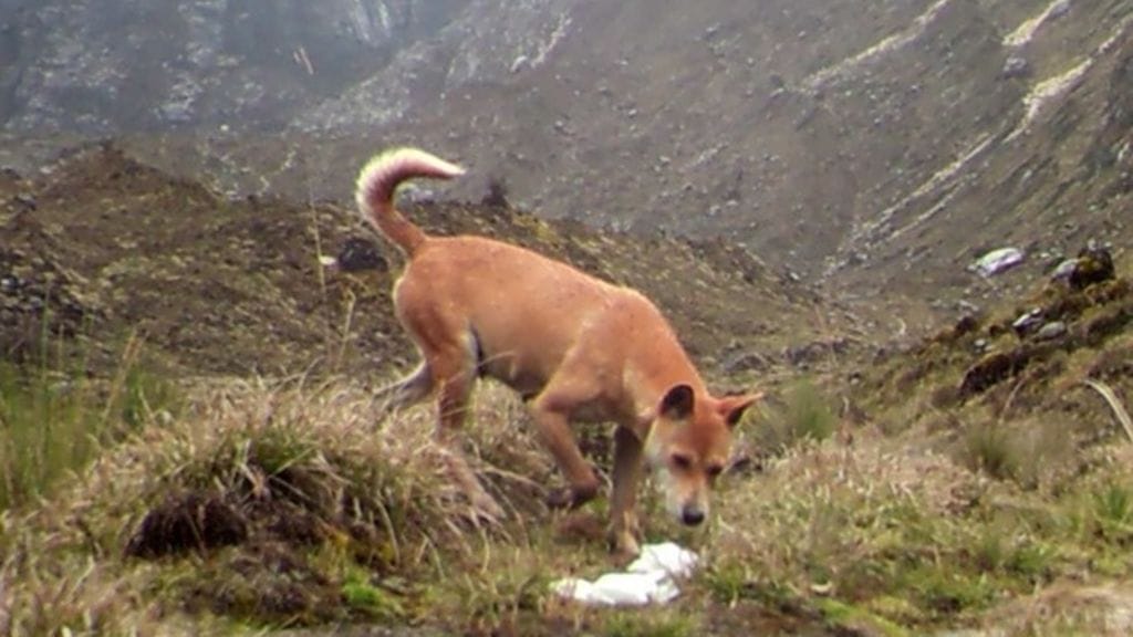Uudenguinean ylämaan villikoirat ovat maailman vanhin ja harvinaisin koiralaji.
Kuva: New Guinea Highland Wild Dog Foundation