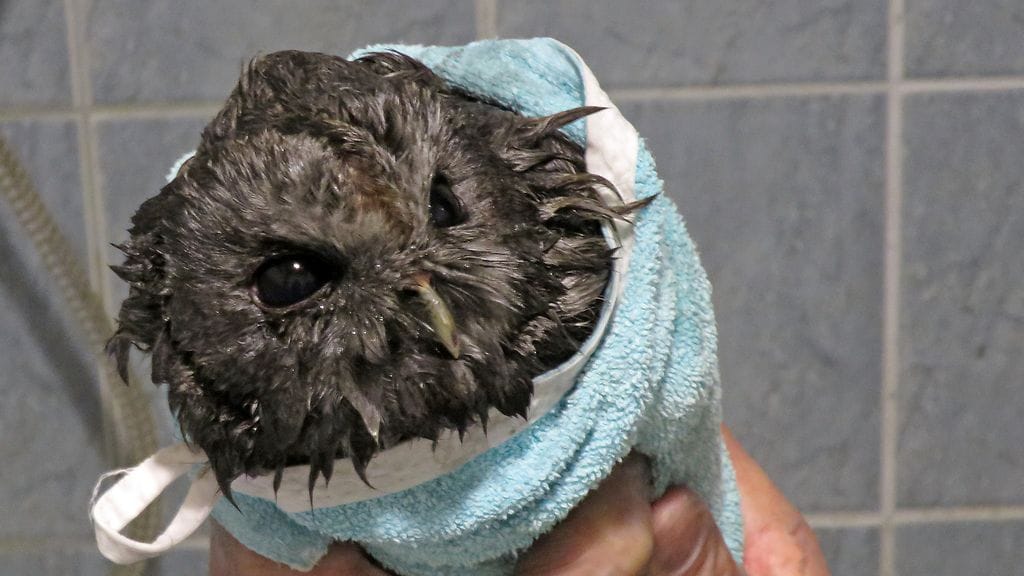 Nokinen pöllö päätyi pesuun. Höyhenpeite kuivattiin pyyhkeen ja hiustenkuivaimen avulla.