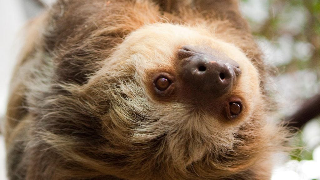 Korkeasaaren Coco-sierainlaiskiainen on Euroopan vanhin lajinsa edustaja.