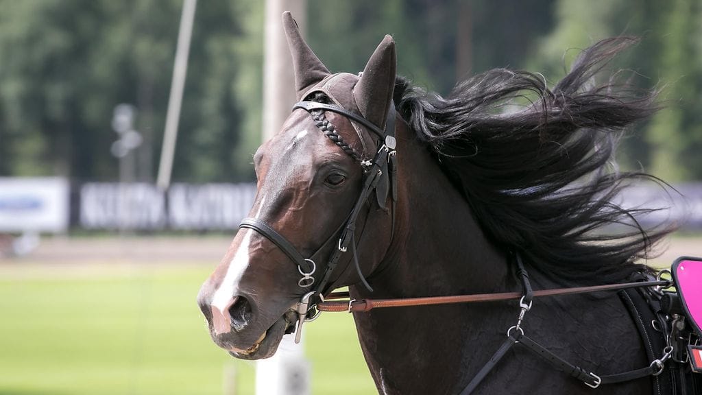 Workout "Stevie" Wonder.