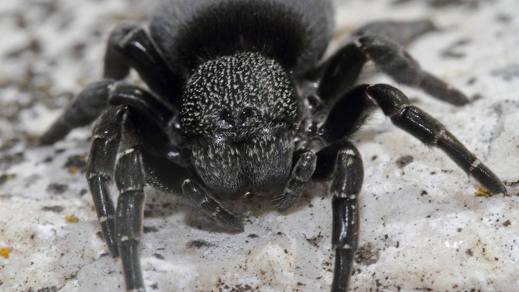 Kuvan hämähäkki ei liity tapaukseen.