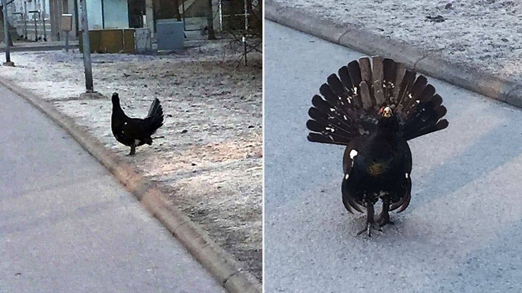 Metso suorastaan poseerasi kameralle Tikkurilassa tänä aamuna.