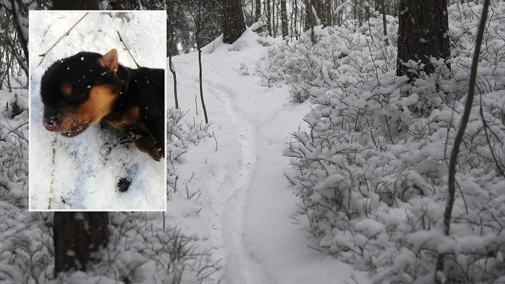 Koiranpentu lyödettiin kuolleena Helsingin Vuosaaren Mustavuoressa sijaitsevasta metsästä.