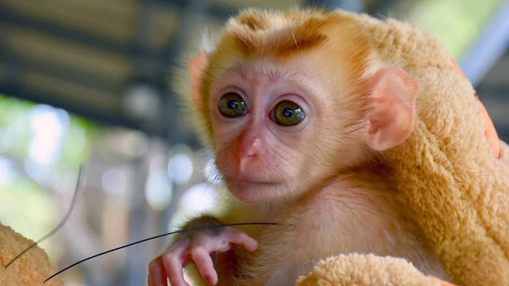 Kaksikuukautinen Mongkood saatiin pelastettua ajoissa.