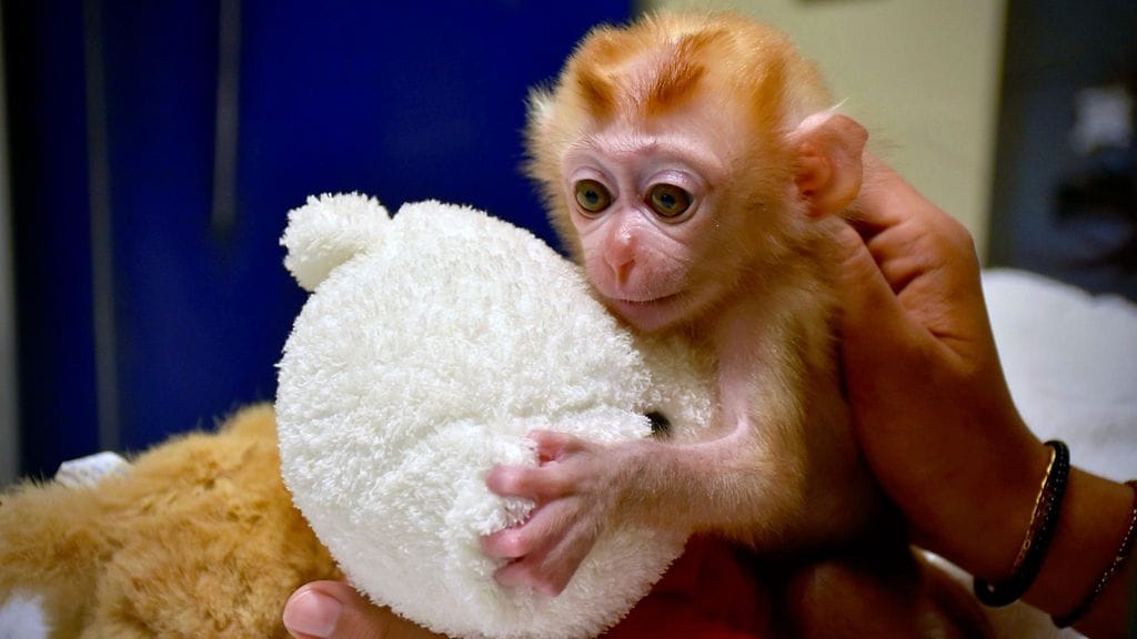 Caters_traumatisoitunutapina1