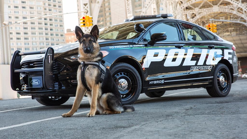 Ford Police Responder Hybrid Sedanin on tarkoitus kauhistuttaa muutenkin kuin nimellään. Kuvan koira ei liity juttuun.
