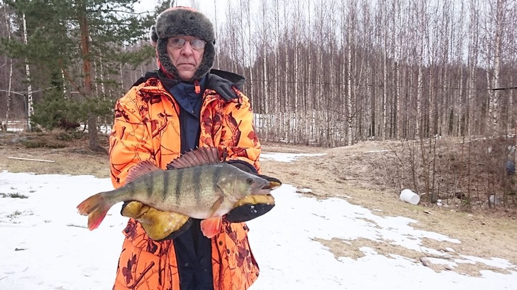 Ahven painoi Savonlinnan Prisman vaakaan laitettuna ja moneen kertaan punnittuna 2350 grammaa.